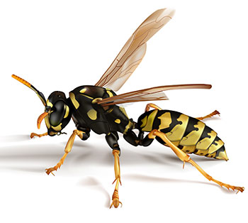 Paper Wasp