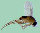 Phorid Fly