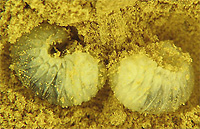 anobiid powder post beetle larvae