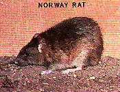 Norway Rat