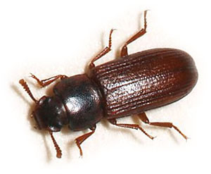 red flour beetle