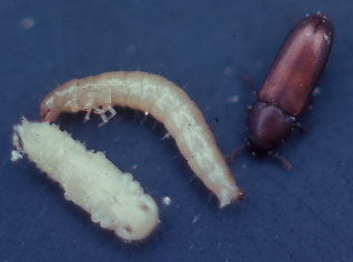 red flour beetle larvae