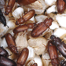 red flour beetles