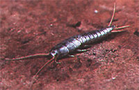 Silverfish