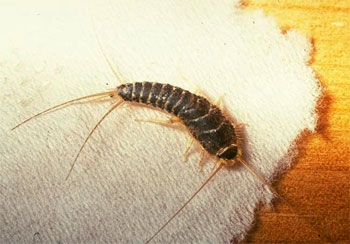 How To Kill and Get Rid of Silverfish and Firebrats