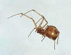 American House Spider