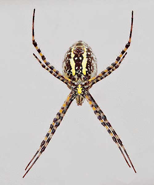 banded garden spider