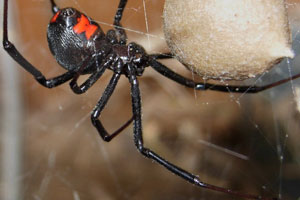 black widow spider