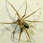 Brown Recluse Spider