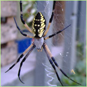 Garden Spider