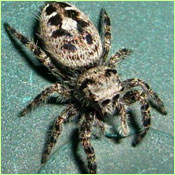 Jumping Spider