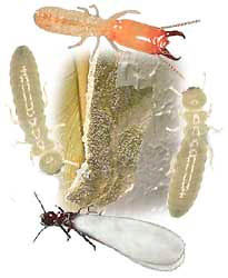 subterreanean termite swarmer soldier worker 