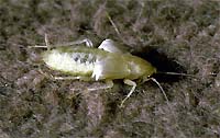 cockroach molting picture