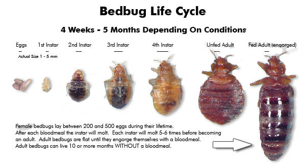 Bed Bug Removal