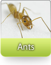 How to Kill Ants