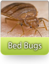 How To Kill Bed Bugs