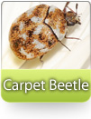 How To Kill Carpet Beetles