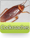 How To Kill Cockroaches