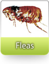How To Kill Fleas