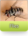 How To Kill Flies