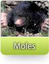 How To Kill Moles