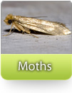 How To Kill Moths