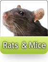 How To Kill Rats and  Mice