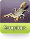 How To Kill Scorpions