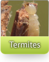 How To Kill Termites