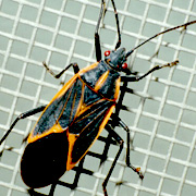 Boxelder Bugs