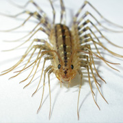 House Centipede