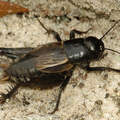 Field Cricket