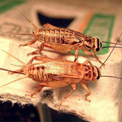 House Cricket