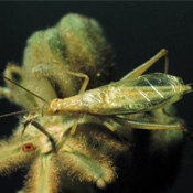 SnowyTree Cricket