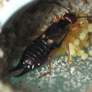 Earwig