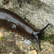 Garden Slug