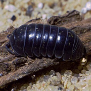 Pillbugs