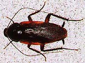 smoky brown cockroach picture