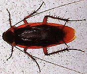 american cockroach