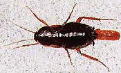 oriental cockroach picture
