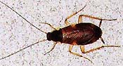 brown banded cockroach picture
